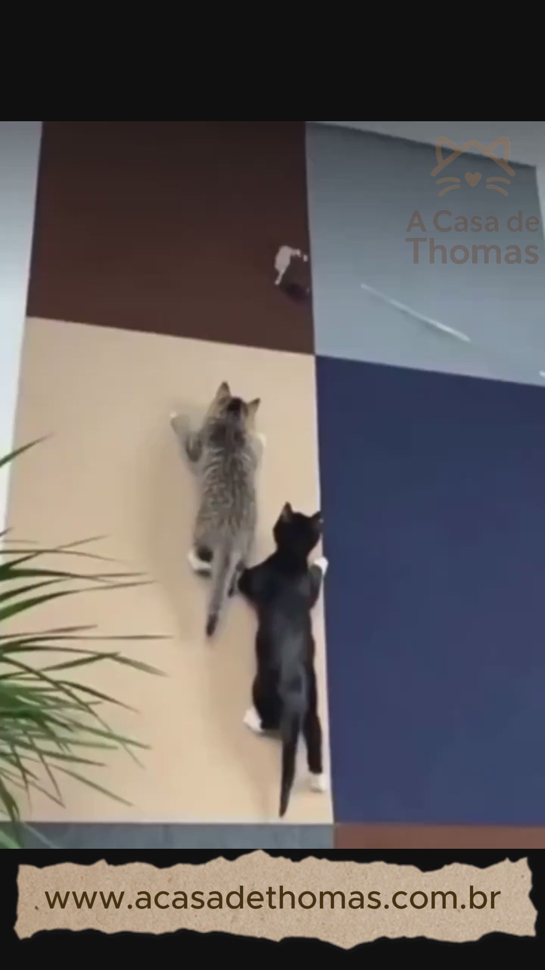 🛡️ Tapete Arranhador Autoadesivo DIY: Proteção Inteligente e Recortável para Móveis e Paredes!