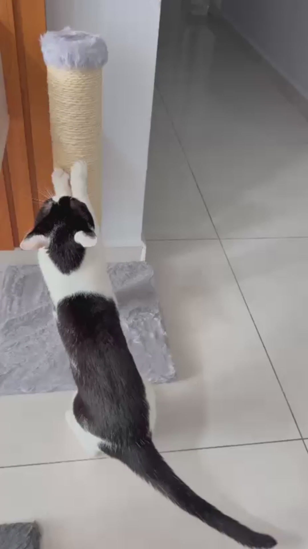 🦒 Frete Grátis!! Arranhador Poste Clássico 70cm: Altura Ideal para o Alongamento Completo do seu Thomas!