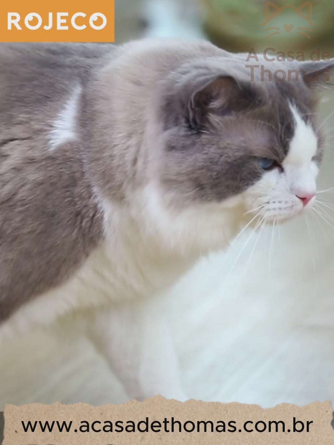 💎 Fonte de Água ROJECO Aço Inoxidável: Recarregável, Purificador Avançado – Hidratação Premium Sem Fio!